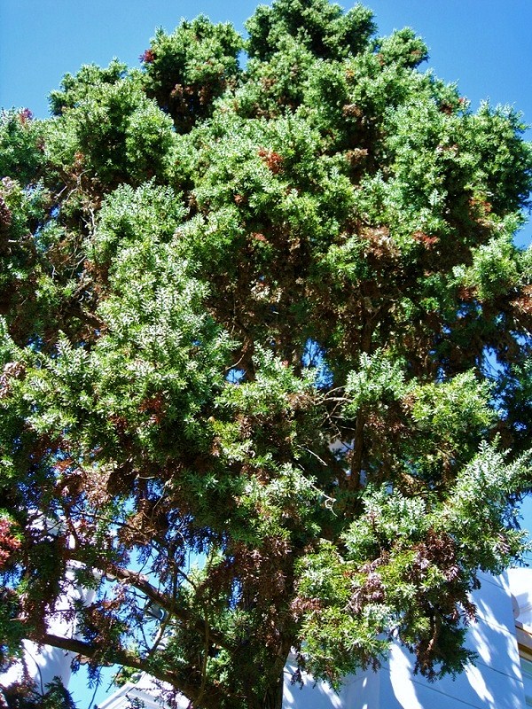 Изображение особи Juniperus drupacea.