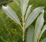 Salix gmelinii