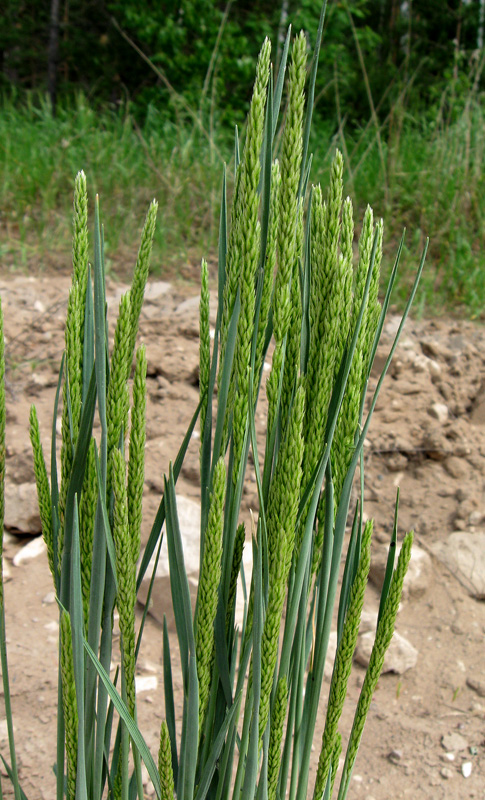 Изображение особи Koeleria glauca.