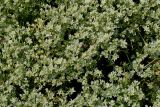 Scleranthus perennis