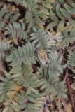 Oxytropis pseudoleptophysa. Листья с сидящим клопом. Узбекистан, Сурхандарьинская обл., Шерабадский р-н, вост. склон хр. Кугитангтау, Сурханский государственный заповедник. 2 июня 2013 г.