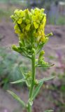 Erysimum hieraciifolium