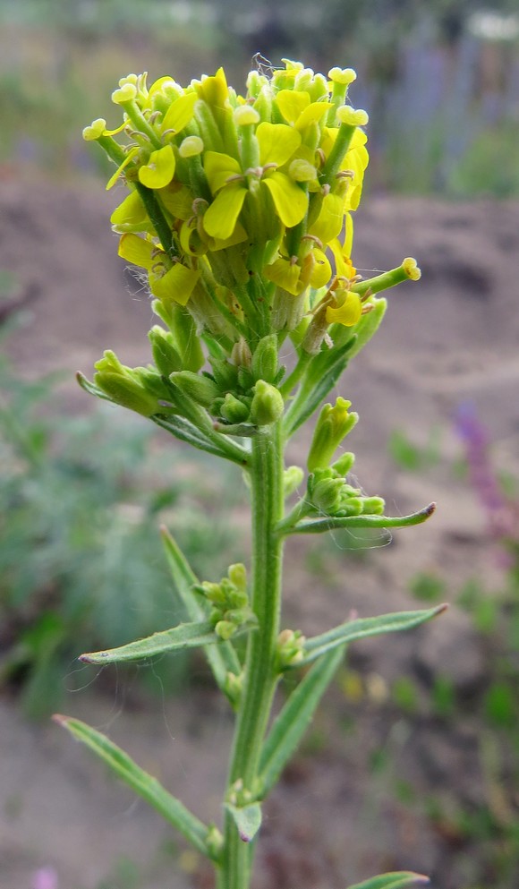 Изображение особи Erysimum hieraciifolium.