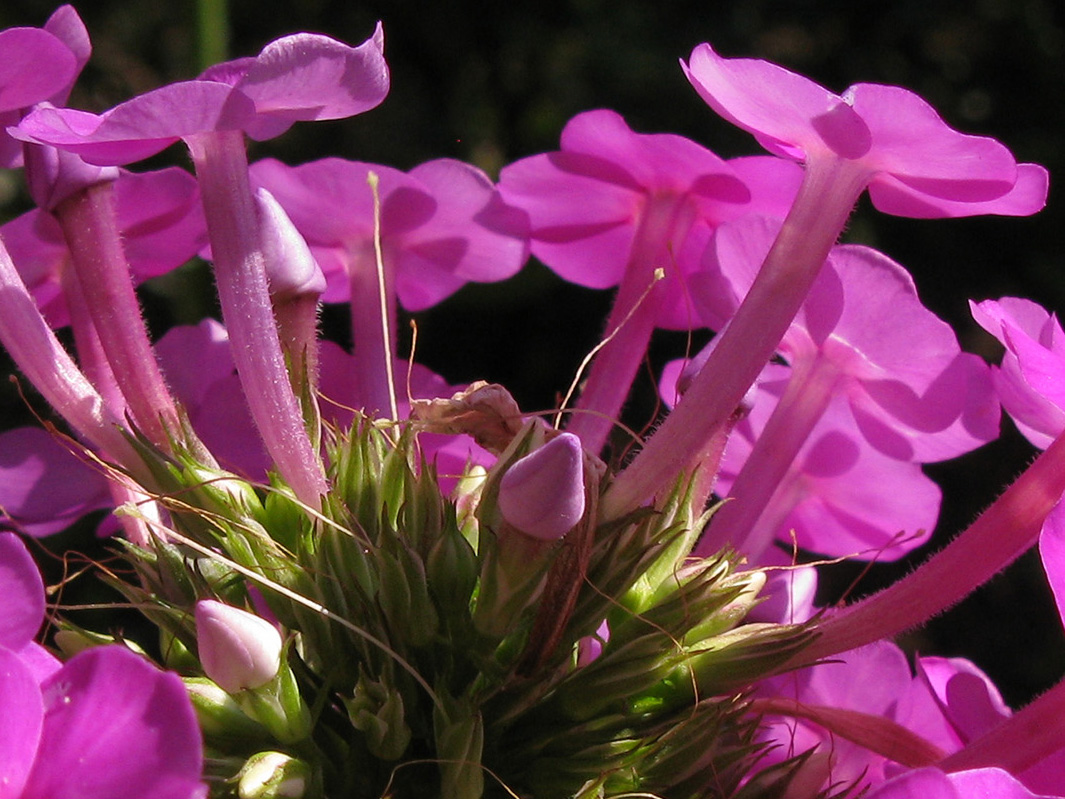 Изображение особи Phlox paniculata.