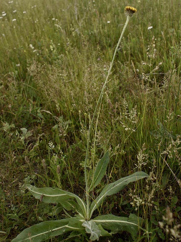 Image of Trommsdorffia maculata specimen.
