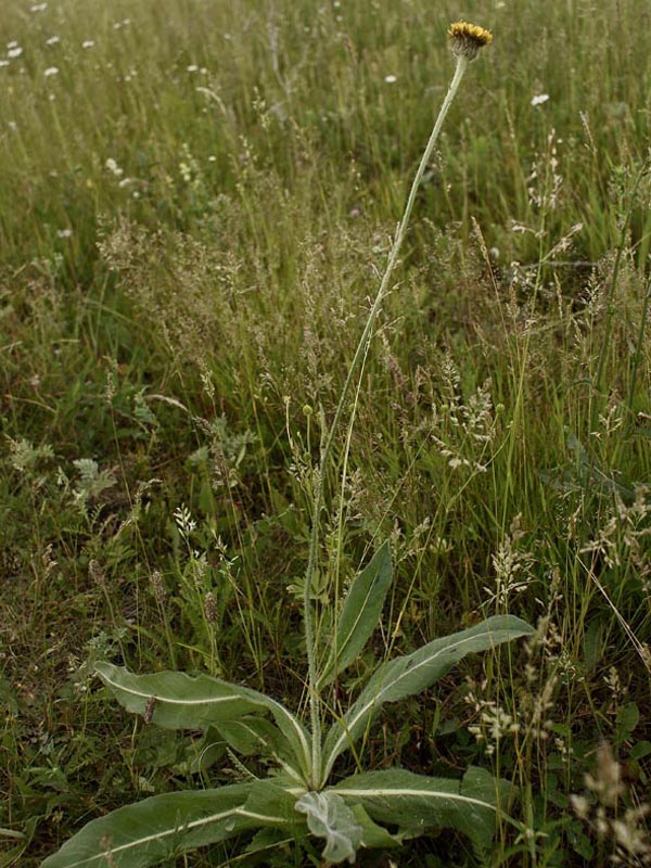 Изображение особи Trommsdorffia maculata.