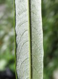 Salix viminalis