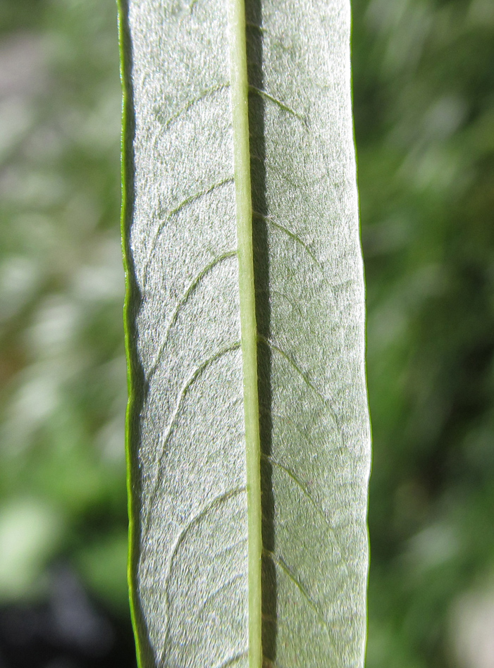 Image of Salix viminalis specimen.