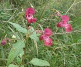 Impatiens glandulifera. Верхушка цветущего и плодоносящего растения. Московская обл., Щелковский район, окр. посёлка Образцово, склон при излучине реки Клязьма. 31.08.2013.