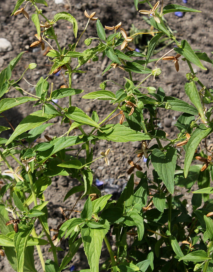 Image of Viola elatior specimen.