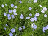 Linum austriacum