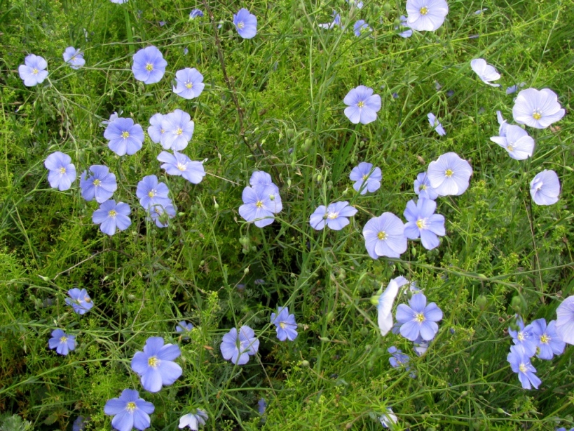 Изображение особи Linum austriacum.