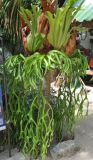 Platycerium coronarium. Вегетирующее растение. Таиланд, остров Пханган (в культуре). 22.06.2013.