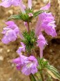 Galeopsis ladanum