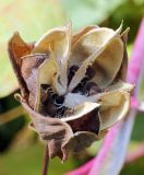 Hibiscus × hybridus. Вскрывшаяся зрелая коробочка с семенами. Узбекистан, г. Ташкент, Ботанический сад им. Ф.Н. Русанова. 20.10.2013.