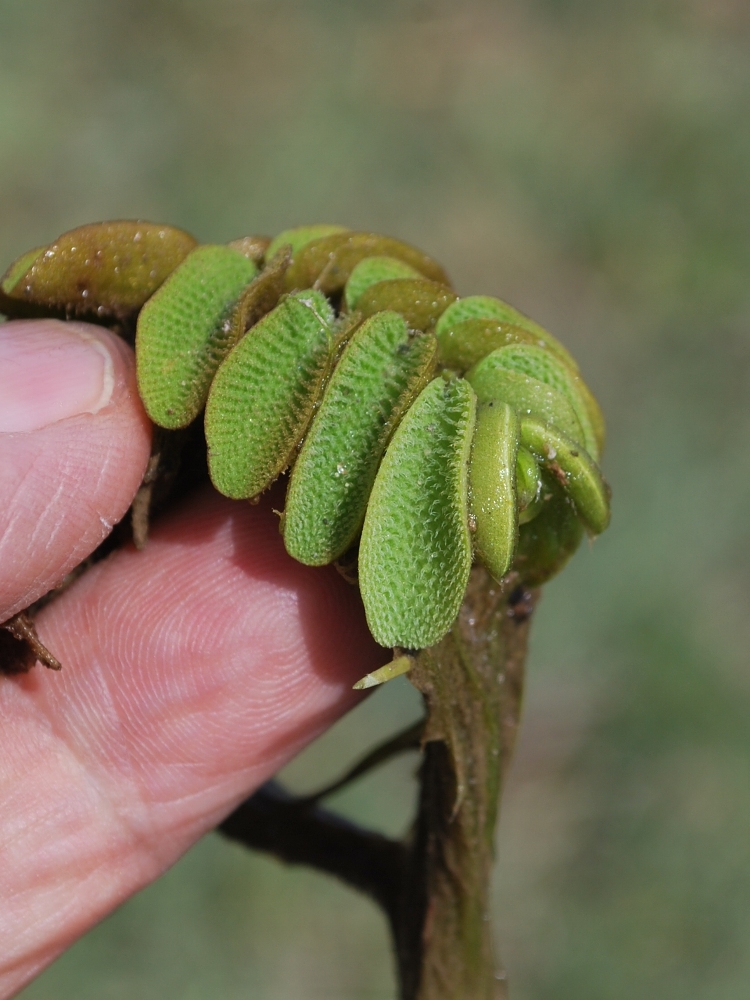 Image of Salvinia natans specimen.