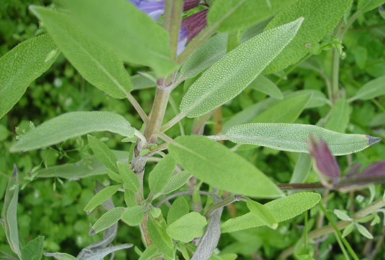 Image of Salvia officinalis specimen.