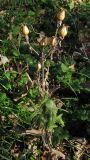 Silene noctiflora. Соплодие. Краснодарский край, г. Крымск, территория ОСС. 24.10.2013.