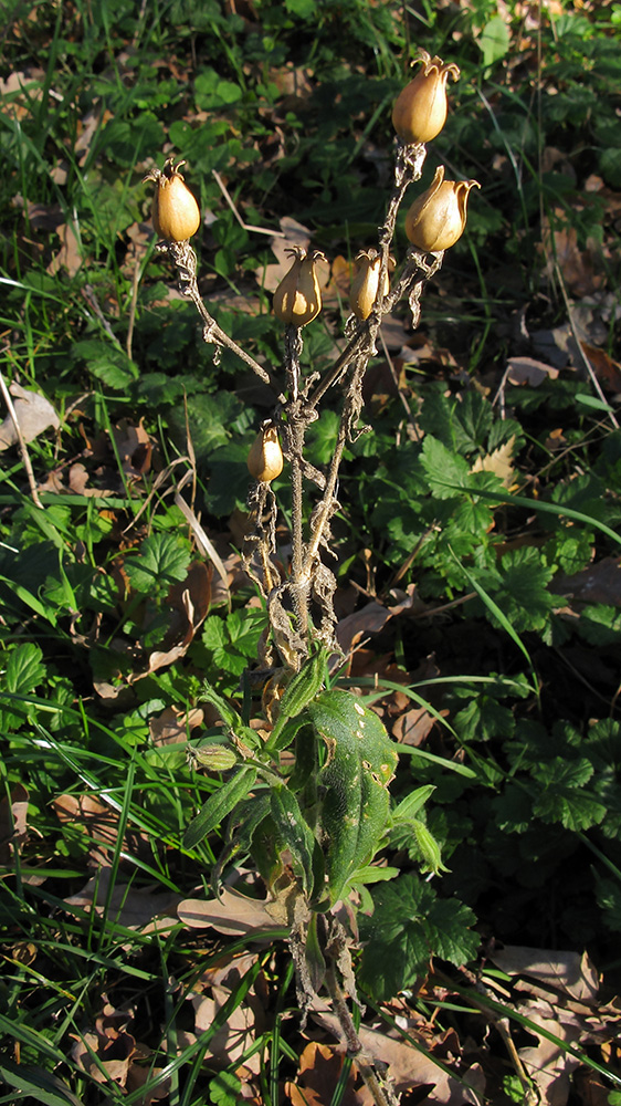 Image of Silene noctiflora specimen.
