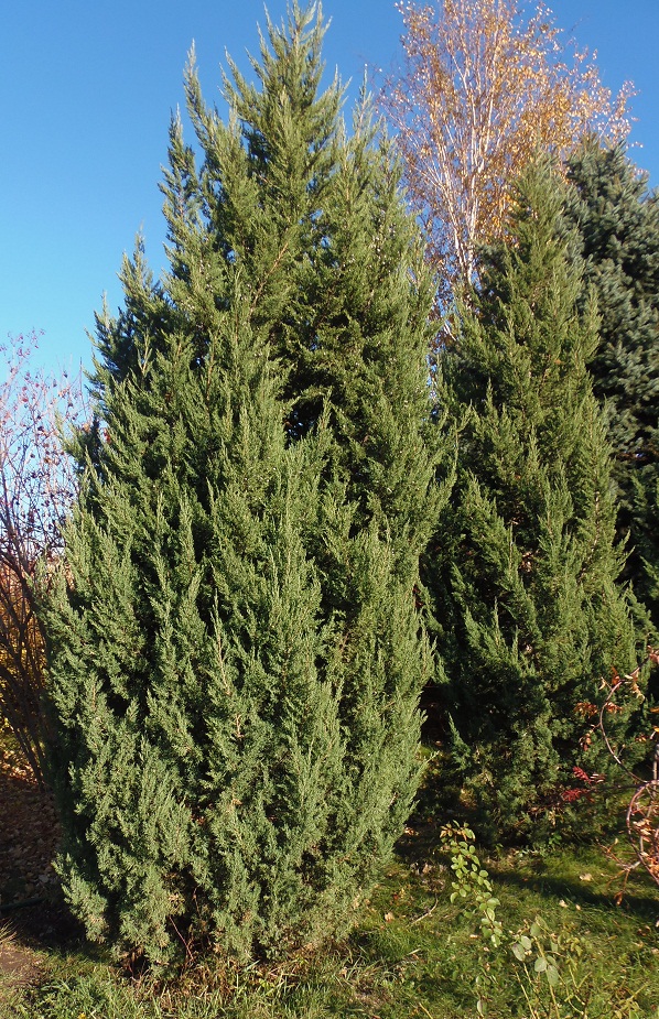 Изображение особи Juniperus chinensis.