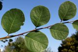 род Cotoneaster