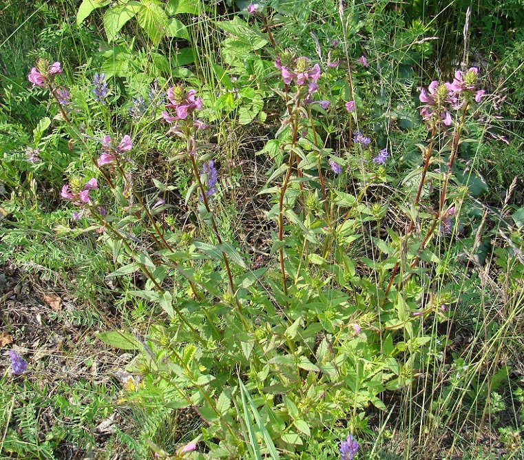 Изображение особи Pedicularis resupinata.