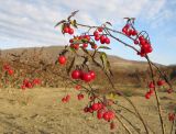 Solanum kitagawae