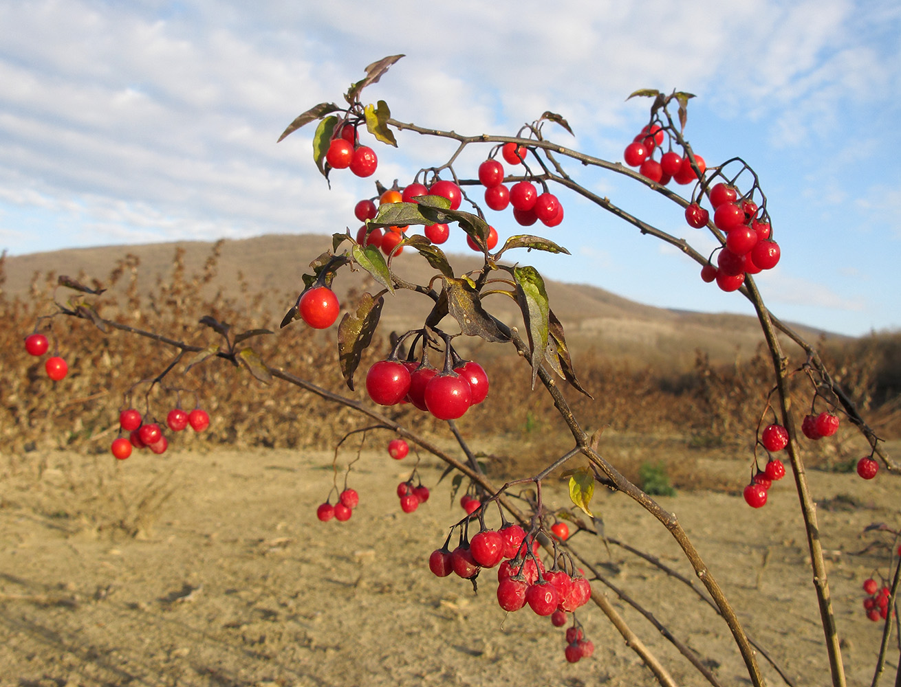 Изображение особи Solanum kitagawae.