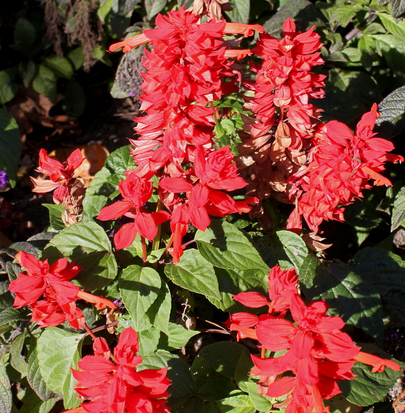 Изображение особи Salvia splendens.