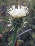 Alfredia acantholepis