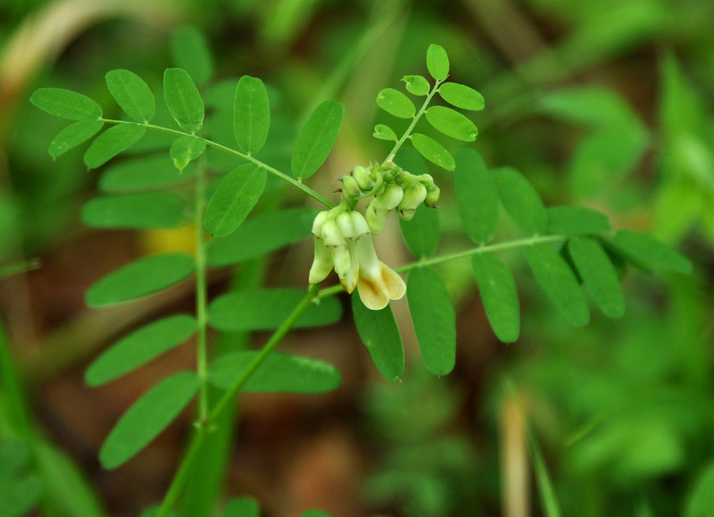 Image of Vicia abbreviata specimen.