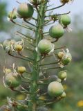 Eremurus robustus