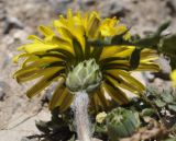 Taraxacum