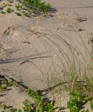 Festuca arenaria