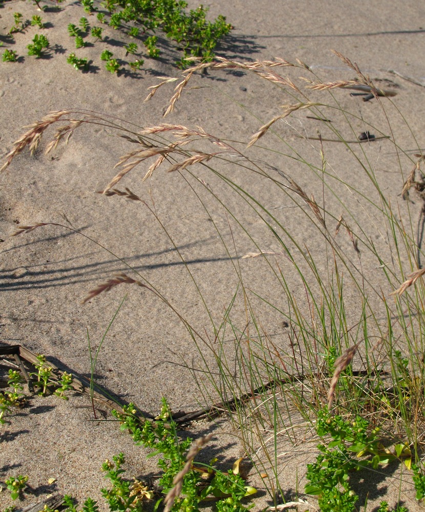 Изображение особи Festuca arenaria.