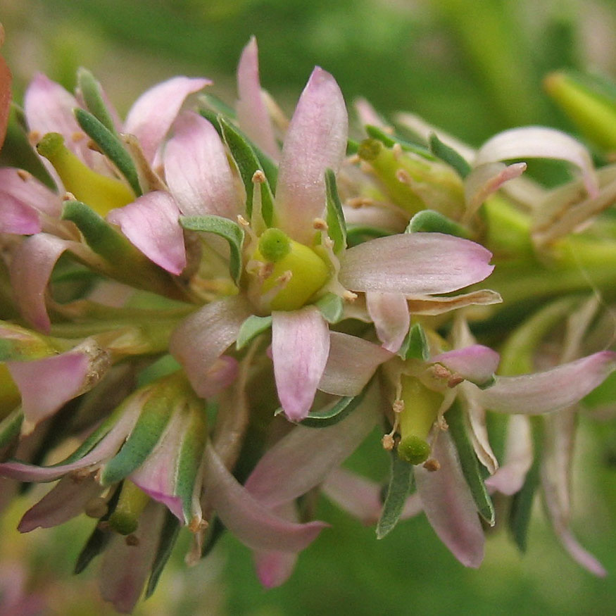 Image of Myricaria germanica specimen.