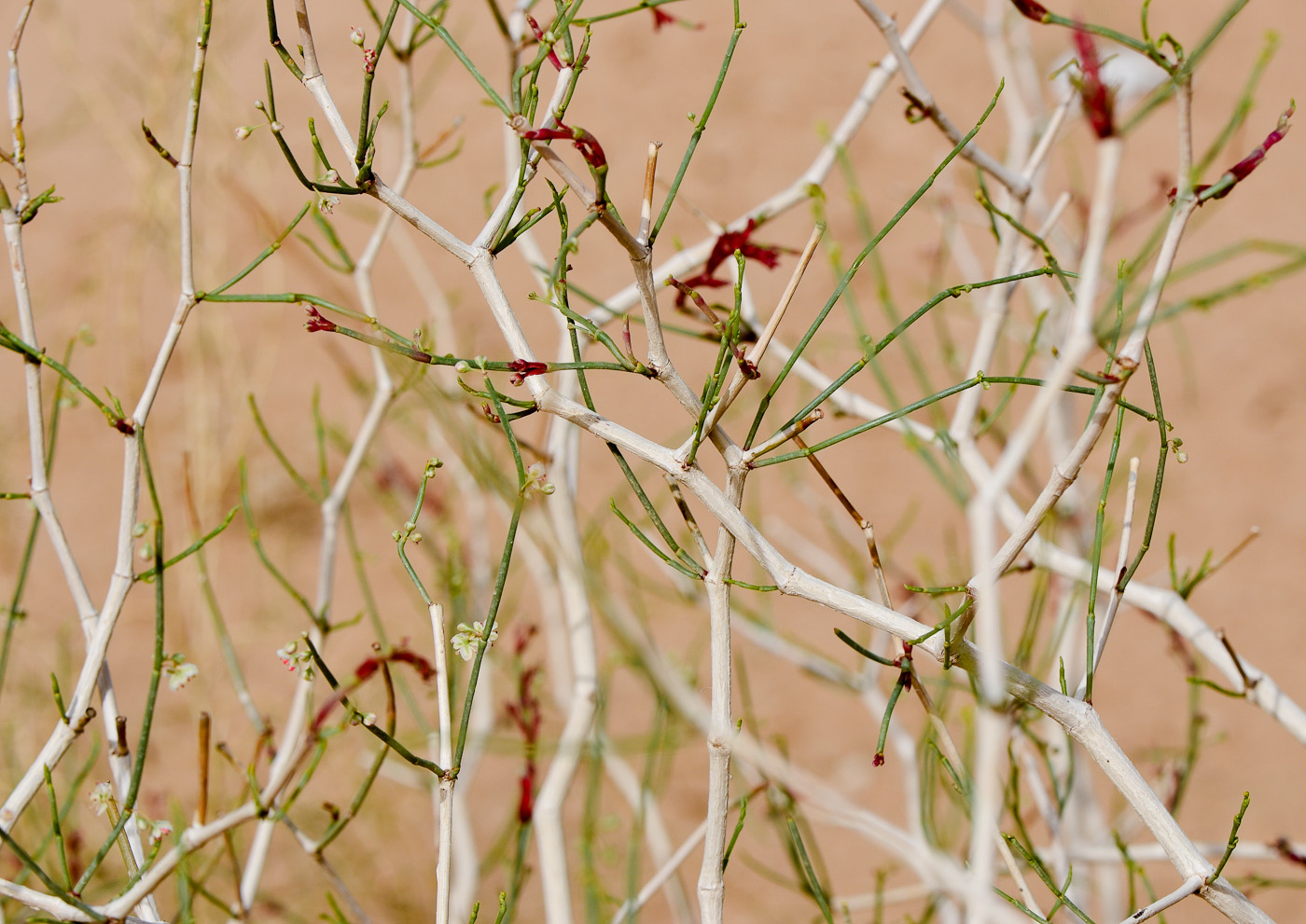 Изображение особи Calligonum polygonoides.