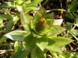 Orostachys maximowiczii. Верхушка побега с нераспустившимся соцветием. Приморский край, Хасанский р-н, окр. с. Андреевка, приморский луг. 18.08.2013.