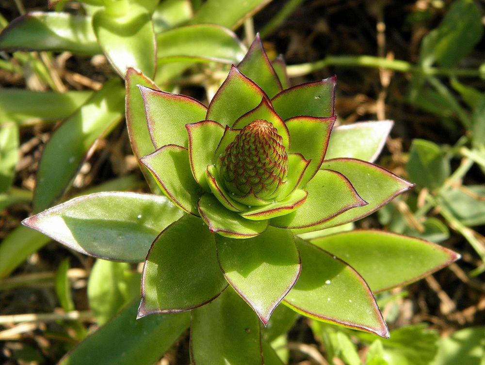 Image of Orostachys maximowiczii specimen.