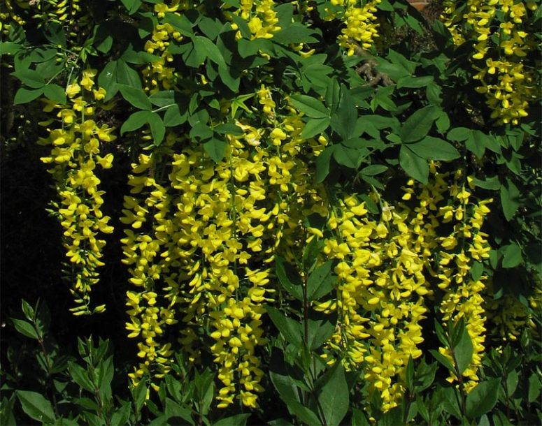 Изображение особи Laburnum anagyroides.