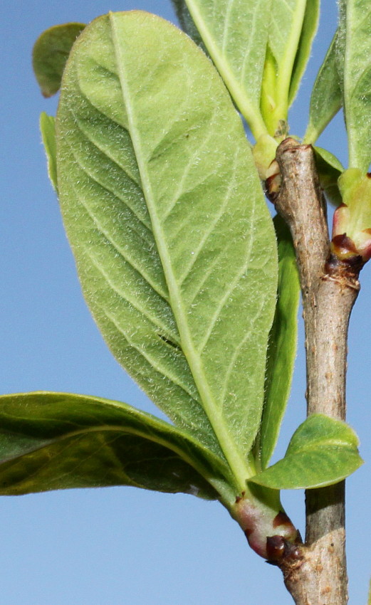 Image of Exochorda giraldii specimen.