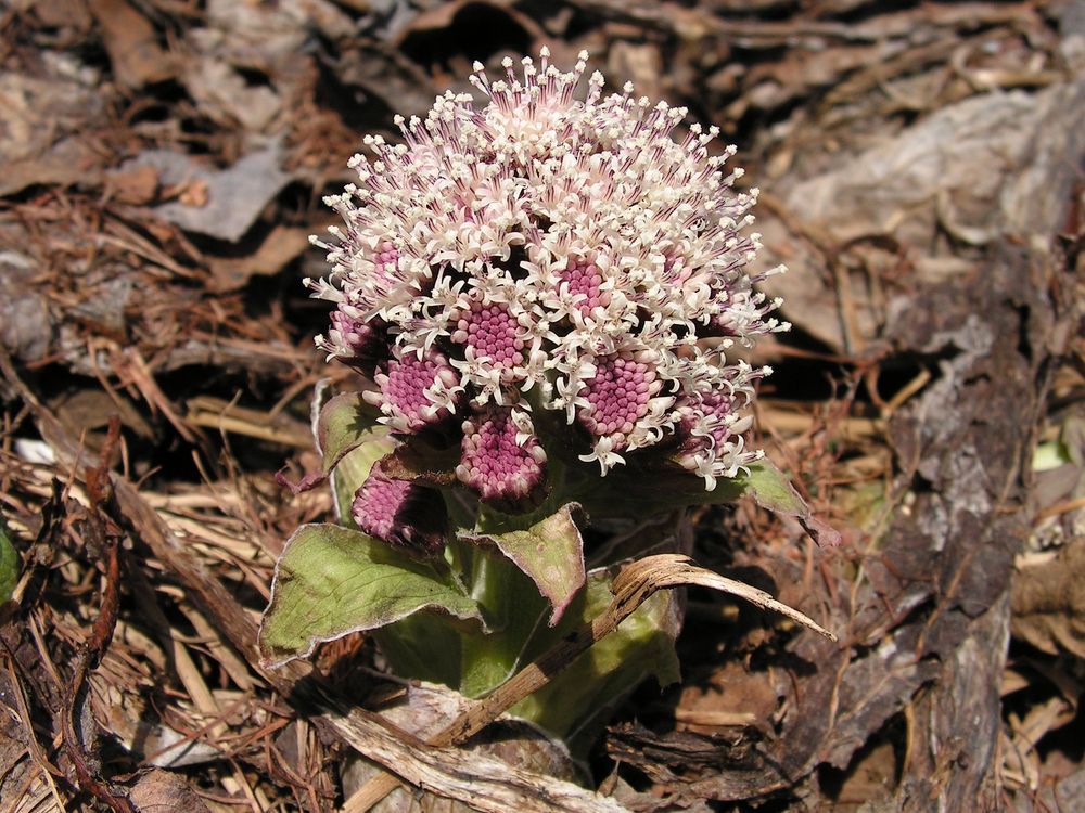 Image of Petasites tatewakianus specimen.