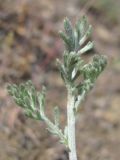 Anthemis tranzscheliana. Листья. ЮВ Крым, Карадаг, хр. Кок-Кая. 10 мая 2014 г.