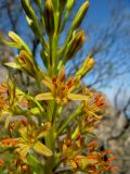 Eremurus jungei