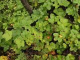 Rubus chamaemorus. Заросли в заболоченном приручьевом березняке. Окрестности Мурманска, конец августа.