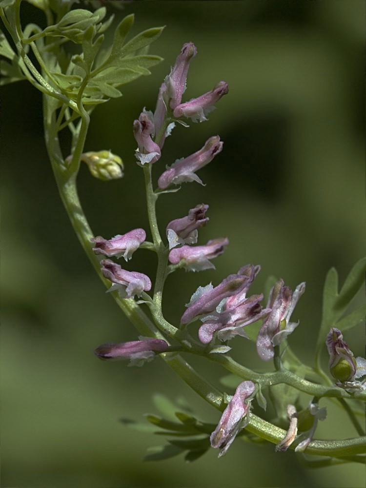 Изображение особи Fumaria rostellata.