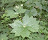 Diphylleia cymosa. Общий вид цветущего растения. Москва, ГБС РАН. 02.06.2014.