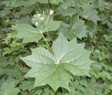 Diphylleia cymosa