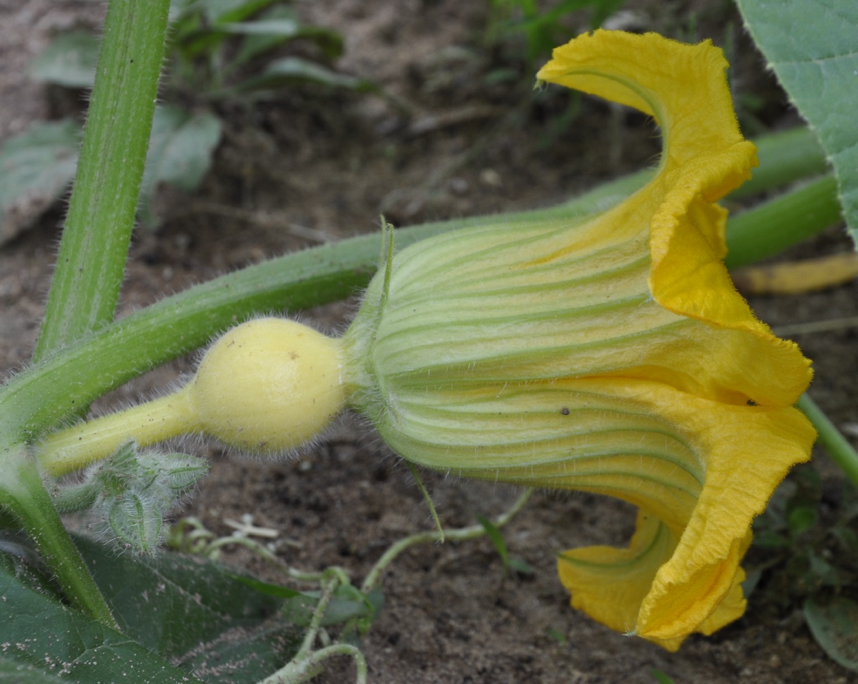 Image of Cucurbita pepo specimen.