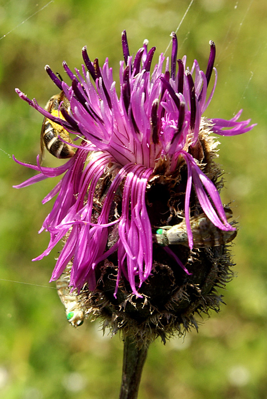 Image of Centaurea scabiosa specimen.